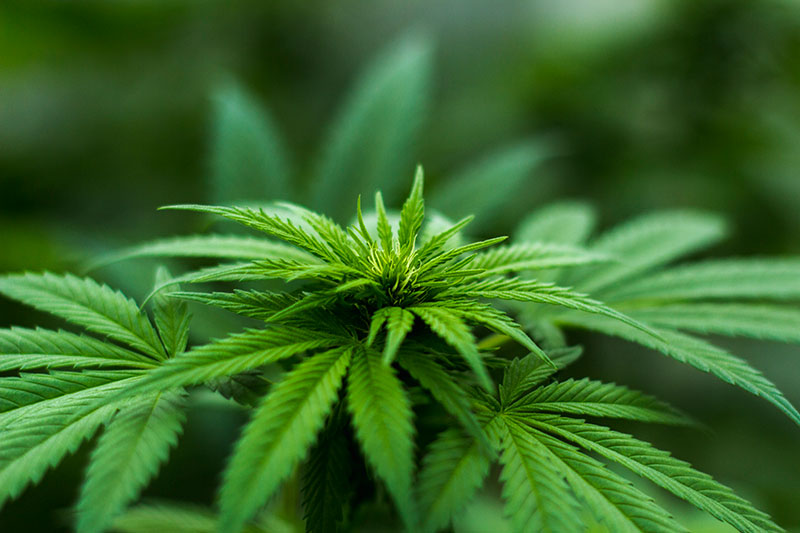 cannabis a uso medico nel tariffario nazionale